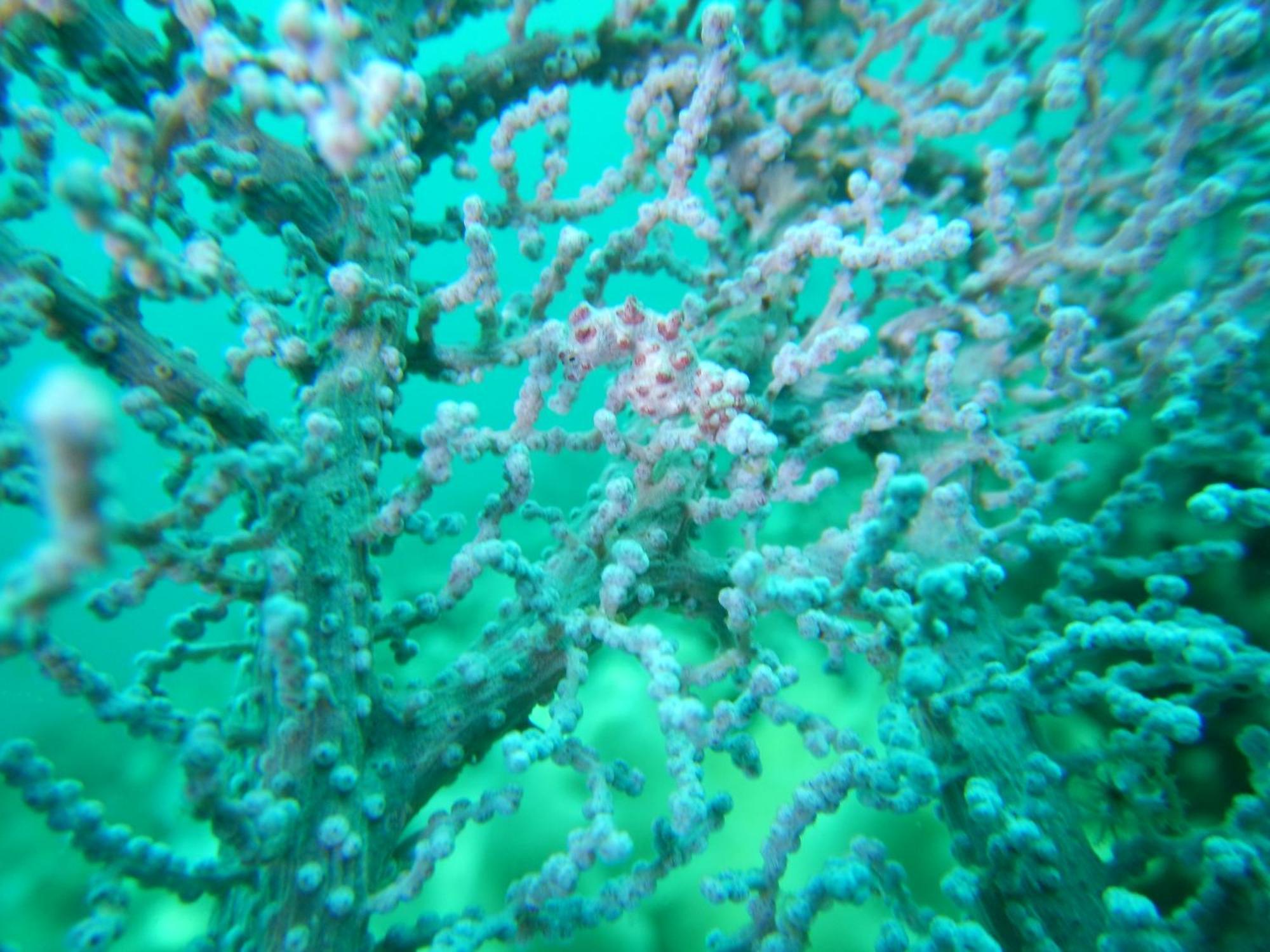Villa Raja Ampat Blue Sea Besir Exterior foto